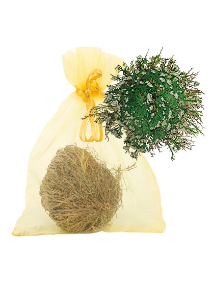 Rose von Jericho